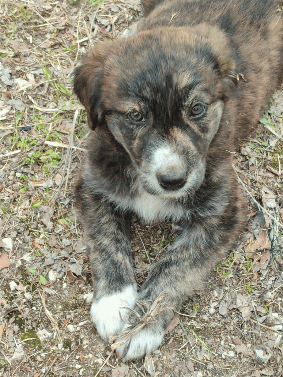 Η Τιγρίτσα, το κουταβάκι που πέταξαν στο δρόμο, καρτερά τον άνθρωπο της – Τη φιλοξενεί σχολείο