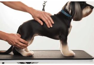 Τι μπορεί να δει και να προλάβει ο pet groomer για την υγεία του σκύλου