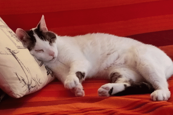 Μπέμπης: Το τυφλό γατάκι που γεννήθηκε στον δρόμο, εδώ και 13 χρόνια ζει ζωή χαρισάμενη