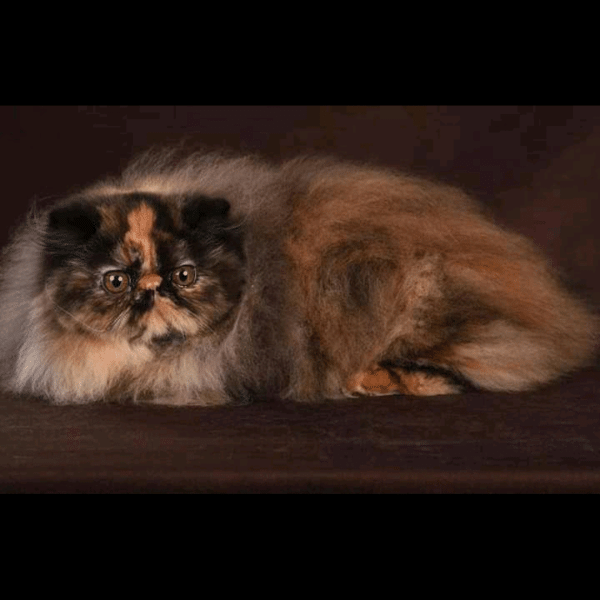 Γάτα Περσίας: Ένας υπέροχος χαρακτήρας με εντυπωσιακή εμφάνιση