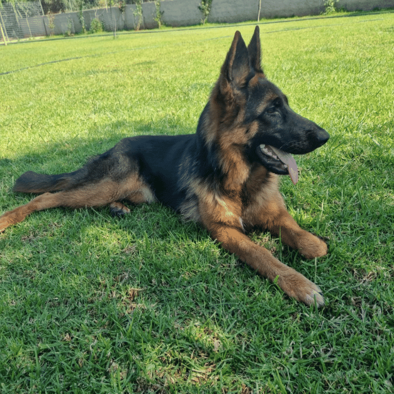 Γερμανικός Ποιμενικός: Πνευματώδης, πιστός σύντροφος και πολύτιμος συνεργάτης