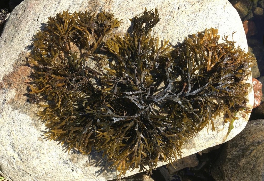 Το Fucus vesiculosus είναι ένα από τα λίγα φύκη που αντέχουν τη χαμηλή αλατότητα της Βαλτικής (Kerstin Johannesson)