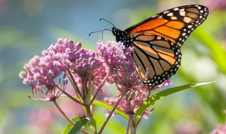 Αντίο λεπιδόπτερα – Οι πεταλούδες φτερουγίζουν προς τη λήθη