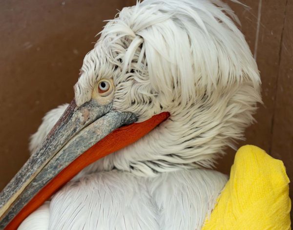 Αμύνταιο: Αργυπελεκάνος προσέκρουσε σε καλώδια ρεύματος και κινδυνεύει να μείνει ανάπηρος