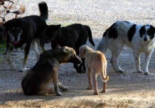 Κρήτη: Συνελήφθη 44χρονος που κρατούσε σε άθλιες συνθήκες 6 σκύλους μέσα σε θερμοκήπιο