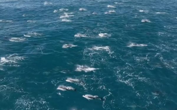 Καλιφόρνια: Χιλιάδες δελφίνια χορεύουν στη θάλασσα και προσφέρουν ένα μαγευτικό θέαμα