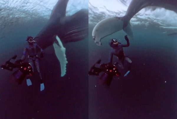 Δύτης κολυμπά ανάμεσα σε πεινασμένες φάλαινες που κυνηγούν κοπάδι ψαριών