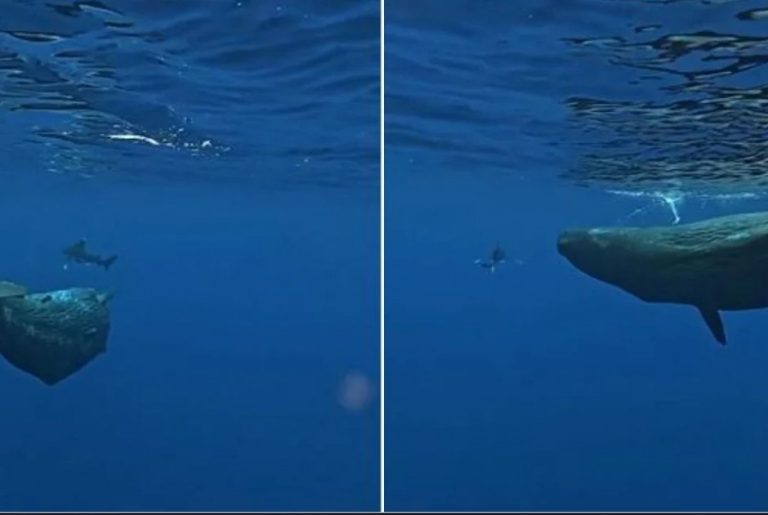 Η στιγμή που φάλαινες σώζουν δύτη από καρχαρία