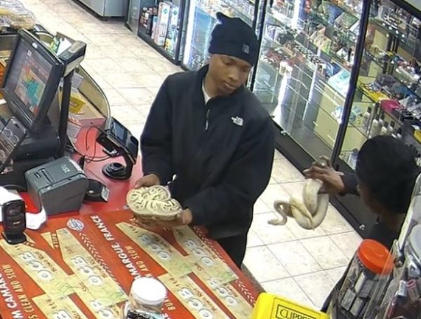 ΗΠΑ: Πήγαν να ληστέψουν βενζινάδικο και αντί για όπλα είχαν πύθωνες