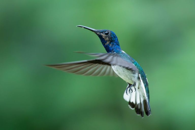 Η περίπτωση του κολιμπρί που μεταμφιέζεται σε κάμπια