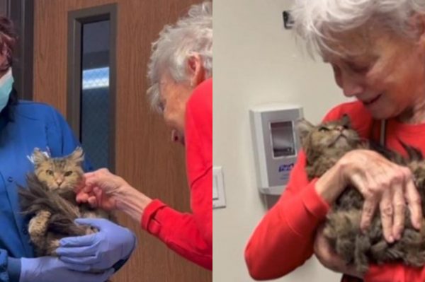 Λος Άντζελες: Η στιγμή που ηλικιωμένη βρίσκει το γατάκι της δύο μήνες μετά στις πυρκαγιές