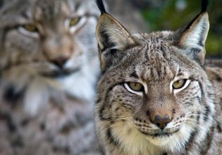 Ισπανία: Κινδυνεύει ο ιβηρικός λύγκας μετά από πιέσεις κυνηγών και αγροτών