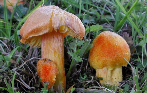 Κίνδυνος εξαφάνισης για τους μύκητες που κρατούν ζωντανά τα οικοσυστήματα