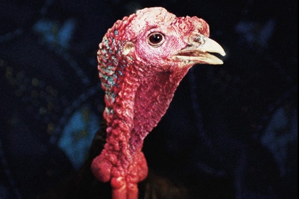 «Universal Language»: Μια τριλογία αλληγοριών του Καναδά ειπωμένες με ιρανική προφορά