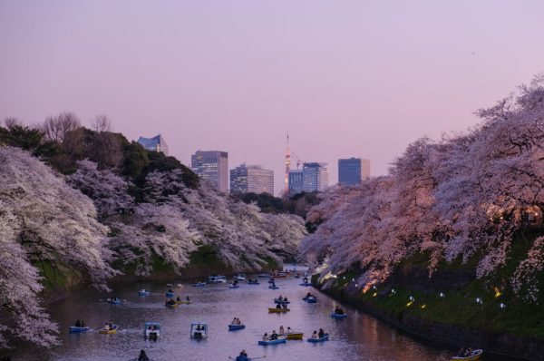 Χανάμι: Η εποχή των ανθέων κερασιάς στην Ιαπωνία ξεκίνησε με την εμφάνιση των πρώτων σάκουρα στο Τόκιο