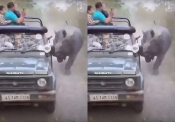 Ρινόκερος πήρε στο κυνήγι τουρίστες που έκαναν σαφάρι – Πώς γλίτωσαν στο παρά πέντε