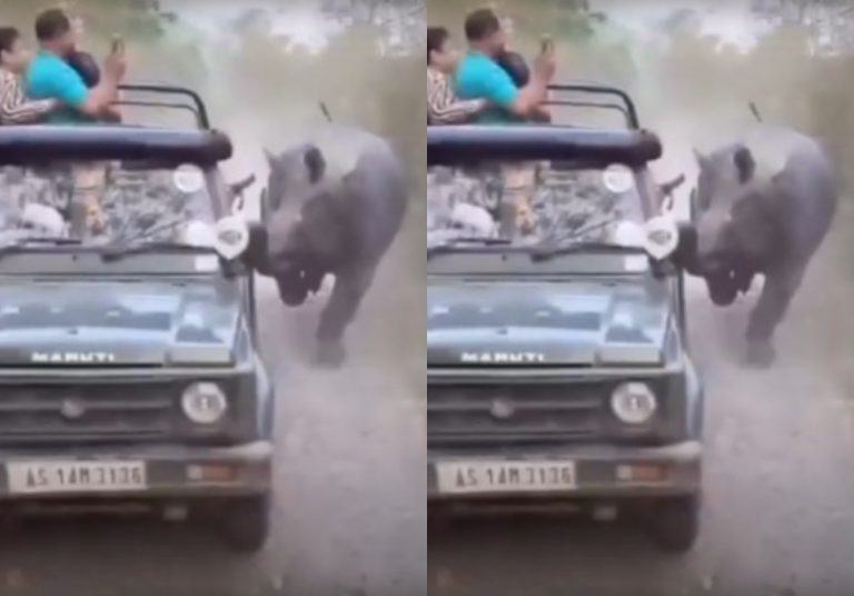 Ρινόκερος πήρε στο κυνήγι τουρίστες που έκαναν σαφάρι – Πώς γλίτωσαν στο παρά πέντε