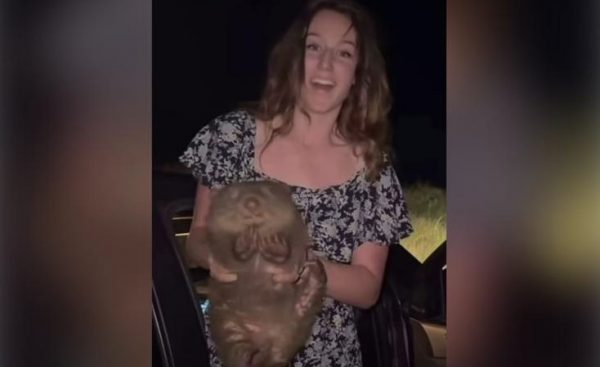 Αυστραλία: Σάλος με Αμερικανίδα influencer που άρπαξε μωρό γουόμπατ από τη μητέρα του