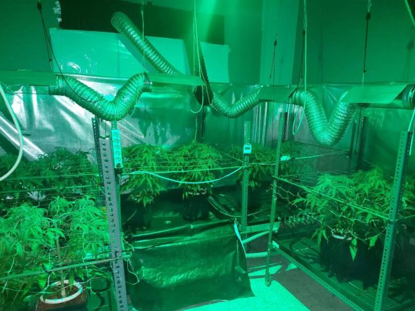 Είχαν εγκαταστήσει εργαστήρια κάνναβης στα σπίτια τους – Συνελήφθησαν 4 άτομα