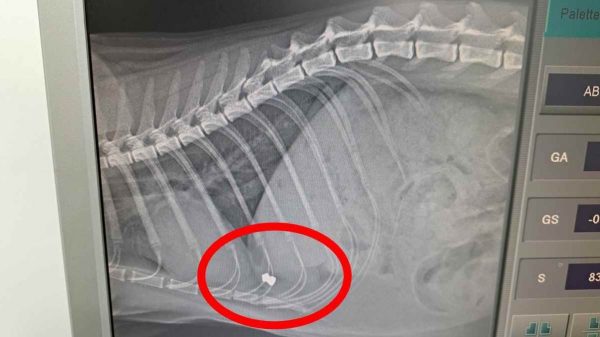 Λήμνος: Πυροβολήθηκε οικόσιτος γάτος με αεροβόλο όπλο – Διαφεύγουν της σύλληψης οι δράστες