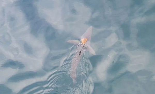 Χταπόδι κάνει… βόλτα στην πλάτη καρχαρία (βίντεο)