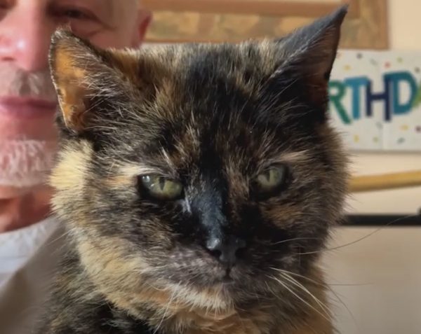 Μεγάλη Βρετανία: Τα 30α γενέθλια της γάτας του γιόρτασε ένας άνδρας φτιάχνοντας τούρτα με το πρόσωπό της