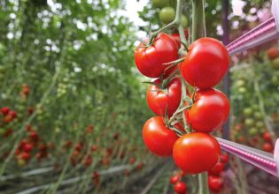 Ερευνητές καλλιέργησαν τομάτες με λίπασμα από τα ούρα τους