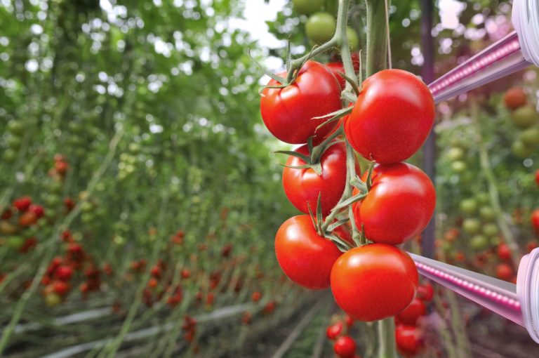 Ερευνητές καλλιέργησαν τομάτες με λίπασμα από τα ούρα τους