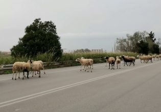 Πέρασαν το κοπάδι με πρόβατα μέσα στην εθνική οδό και προκάλεσαν τροχαίο – Δύο συλλήψεις