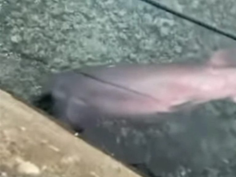 Μύκονος: Σπάνιος καρχαρίας έκανε την εμφάνισή του στα ρηχά του νησιού (βίντεο)