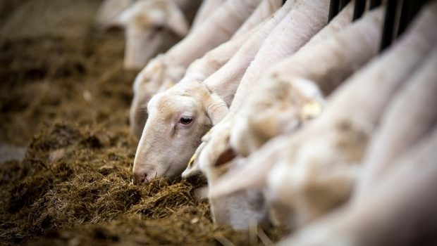 Ουγγαρία: Κρούσμα αφθώδους πυρετού καταγράφηκε μετά από 50 χρόνια – Θα θανατωθεί το κοπάδι