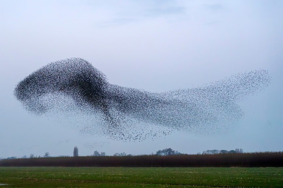 Πλαστικό: Σοβαρές εγκεφαλικές βλάβες προκαλεί η ρύπανση στα πτηνά – Μοιάζουν με το Αλτσχάιμερ