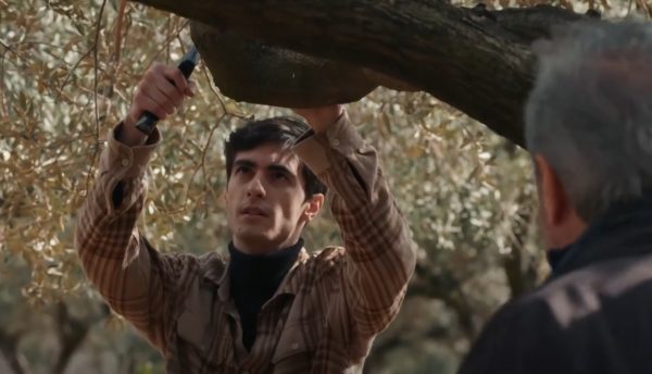 Η γη της ελιάς: Ανατροπές, νεύρα και αποκαλύψεις