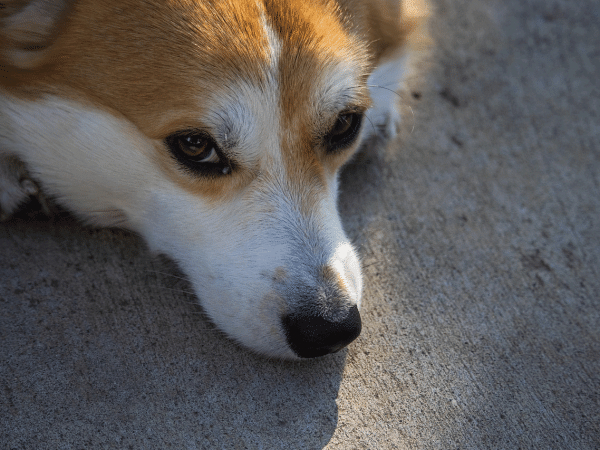 «Μαθαίνω γράμματα» στον σκύλο μου με δυνατή φωνή – Οι αρνητικές επιπτώσεις