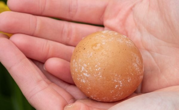 Εξαιρετικά σπάνιο αυγό βγήκε σε δημοπρασία και πωλήθηκε για 500 δολάρια – Τι ιδιαίτερο έχει