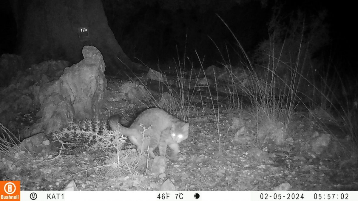 Φωτογραφικές παγίδες απαθανάτισαν το ακριβοθώρητο ζώο στο φυσικό περιβάλλον του (ΟΦΥΠΕΚΑ)