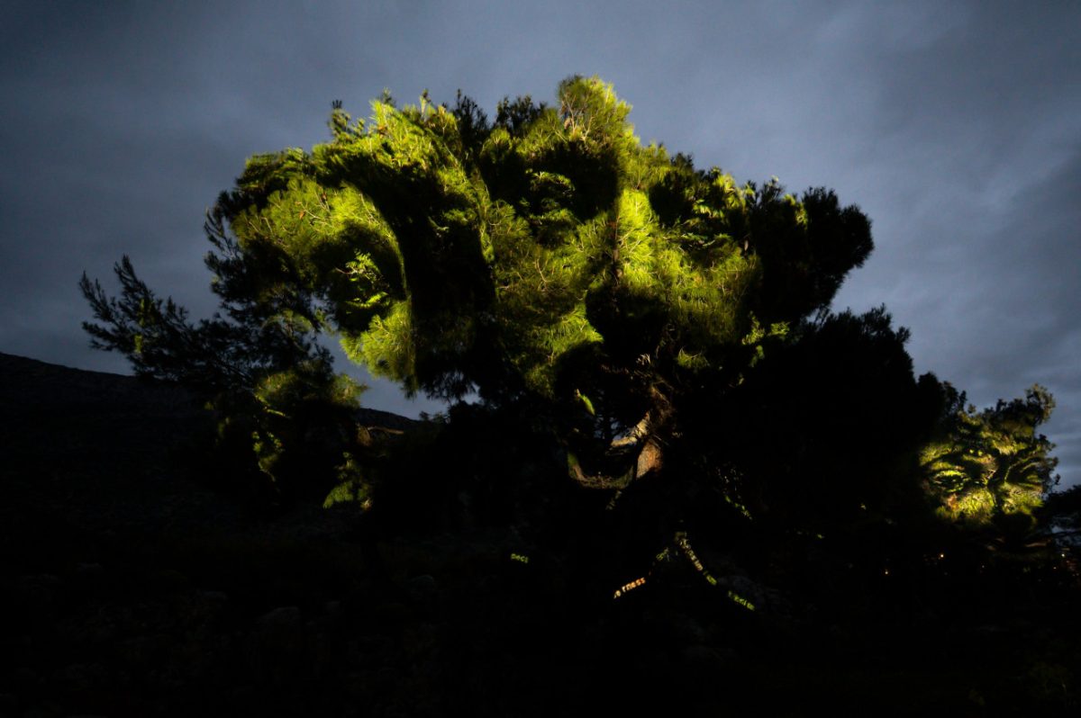 «Ο Κήπος της Πυθίας»: Ένα έργο τέχνης για τους χρησμούς και την τεχνητή νοημοσύνη