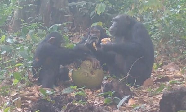 Χιμπατζήδες εθεάθησαν να μοιράζονται φρούτο που περιέχει αλκοόλ