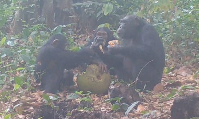 Χιμπατζήδες εθεάθησαν να μοιράζονται φρούτο που περιέχει αλκοόλ