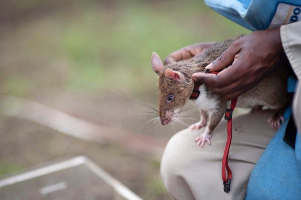 Ο Ρόνιν, ο αρουραίος, σώζει καθημερινά εκατοντάδες ζωές και θέτει νέο παγκόσμιο ρεκόρ