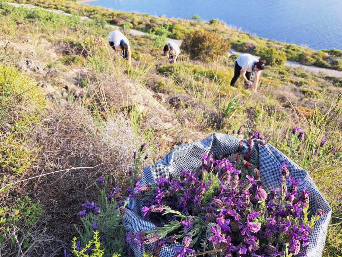 Μυτιλήνη: Με μωβ «μύρα» από τα βουνά που μάζεψαν πρόσκοποι οι επιτάφιοι στον Μόλυβο