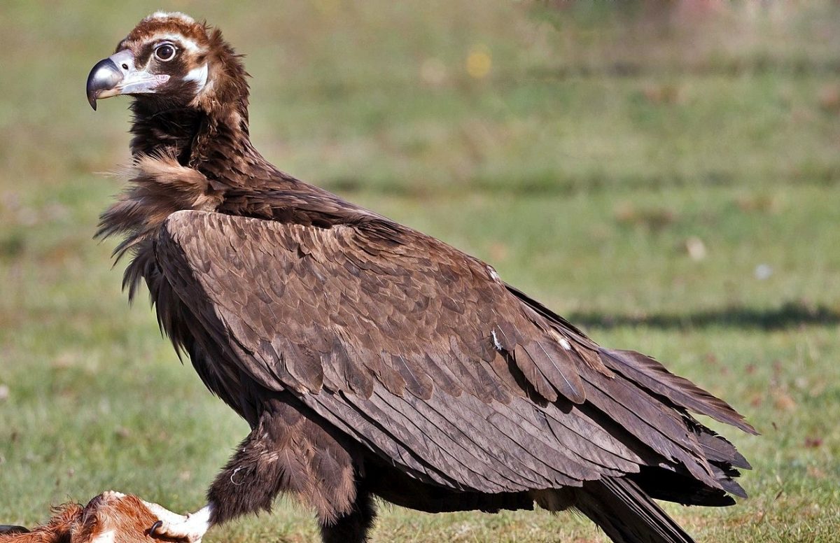 Πληθυσμός-ρεκόρ για τον μαυρόγυπα της Δαδιάς δυο χρόνια μετά την πυρκαγιά