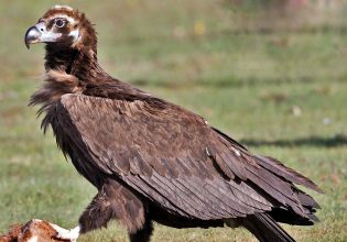 Πληθυσμός-ρεκόρ για τον μαυρόγυπα της Δαδιάς δυο χρόνια μετά την πυρκαγιά