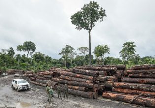 Ξυλεία από απειλούμενα δέντρα του Αμαζονίου εισάγεται παράνομα στην Ευρώπη