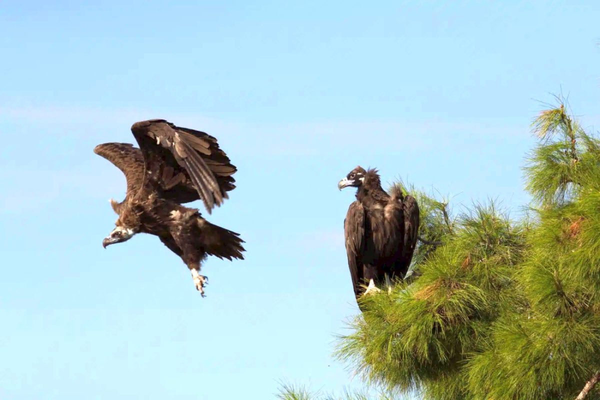 Μαυρόγυπες στη Δαδιά σε φωτογραφία που δημοσιοποίησε ο ΟΦΥΠΕΚΑ