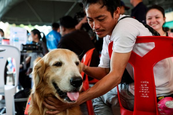 Σεισμός στην Μπανγκόκ: Τετράποδοι ήρωες βοηθούν στις έρευνες για τον εντοπισμό αγνοουμένων