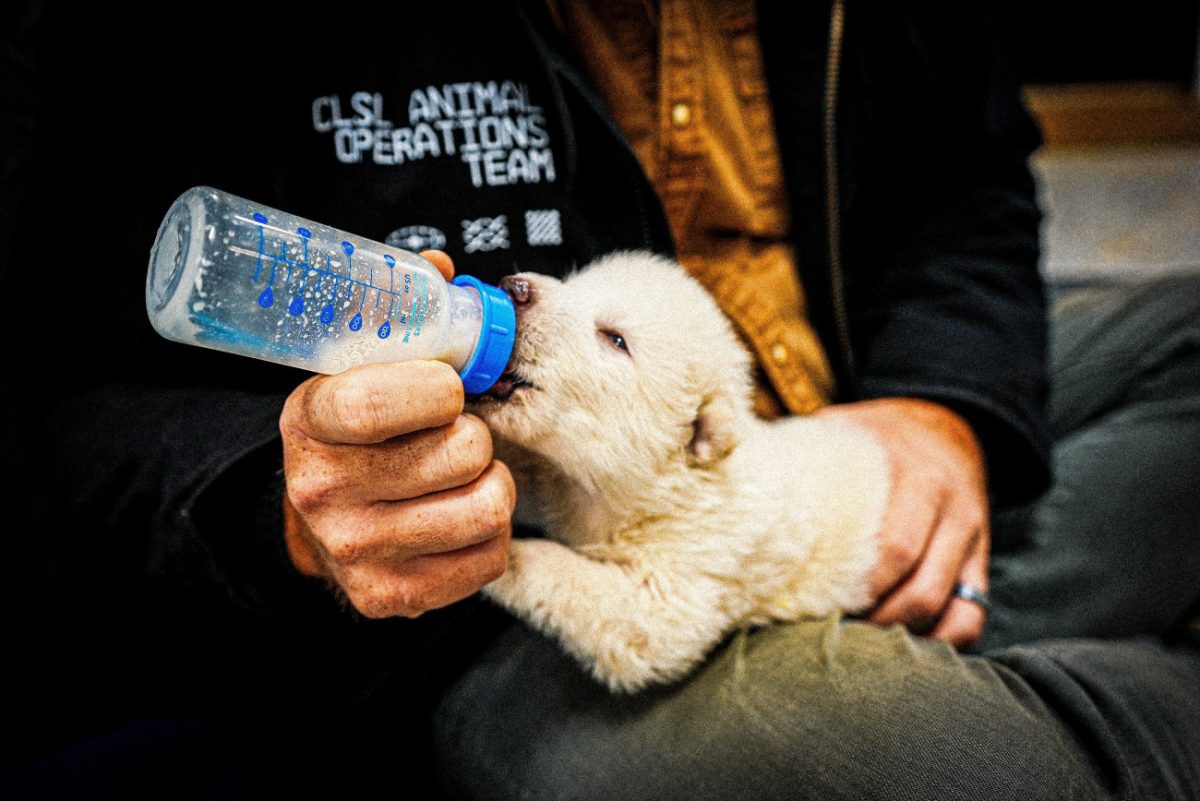 Εταιρεία υποστηρίζει ότι ανέστησε τον θρυλικό ανταρόλυκο