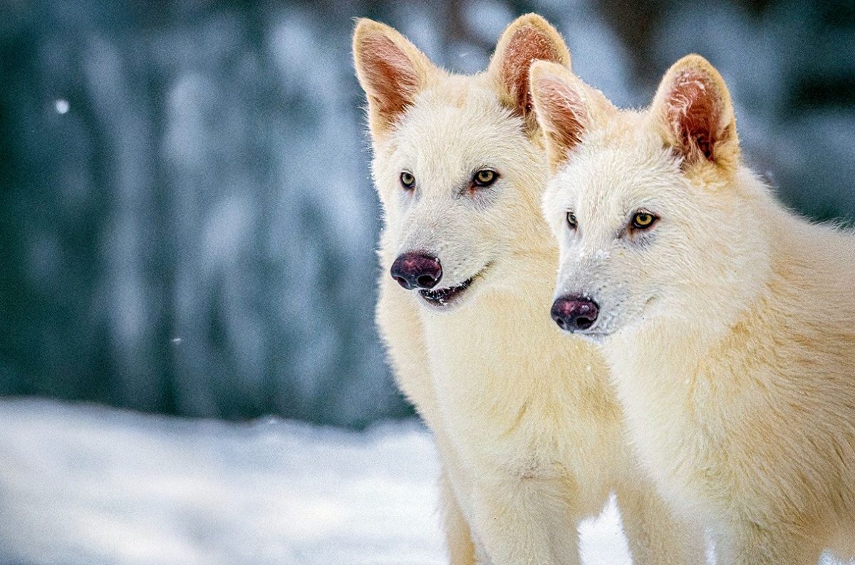 Τα δύο μεγαλύτερα κουτάβια, ο Ρώμος και ο Ρωμήλος, έχουν ηλικία έξι μηνών (Colossal Biosciences.)