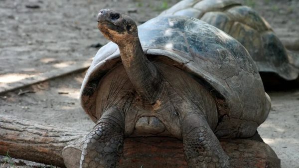 Απειλούμενες χελώνες έγιναν για πρώτη φορά γονείς στην ηλικία των 100