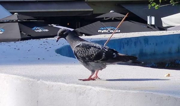 Κτηνωδία στις Σέρρες – Κάρφωσαν ξύλινο καλαμάκι σε περιστέρι